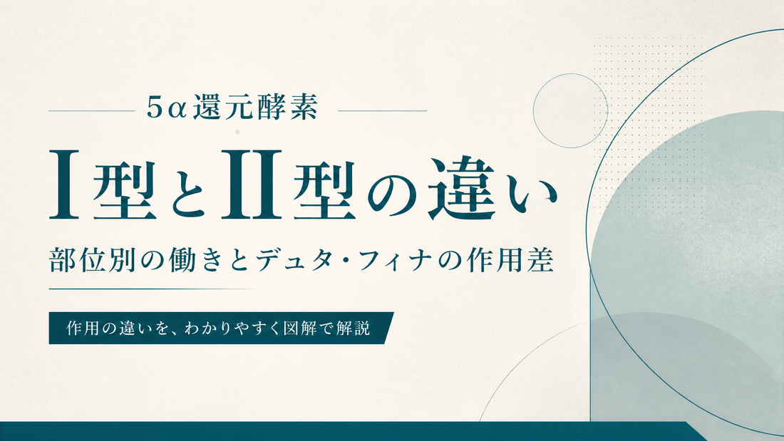5α還元酵素I型とII型の違い｜部位別働きとデュタ・フィナの作用差