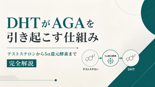 DHTがAGAを引き起こす仕組み｜テストステロンから5α還元酵素まで完全解説