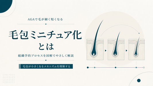 毛包ミニチュア化とは｜AGAで毛が細く短くなる組織学的プロセス