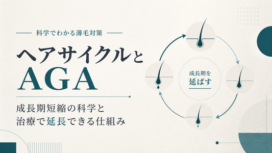 ヘアサイクルとAGA｜成長期短縮の科学と治療で延長できる仕組み