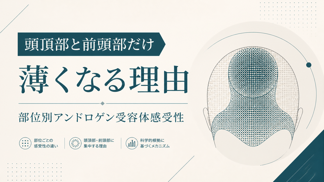 頭頂部と前頭部だけ薄くなる理由｜部位別アンドロゲン受容体感受性