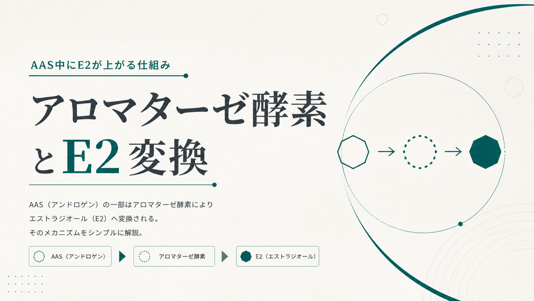 アロマターゼ酵素とE2変換｜AAS中E2が上がる仕組み