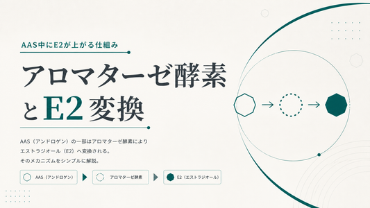 アロマターゼ酵素とE2変換｜AAS中E2が上がる仕組み
