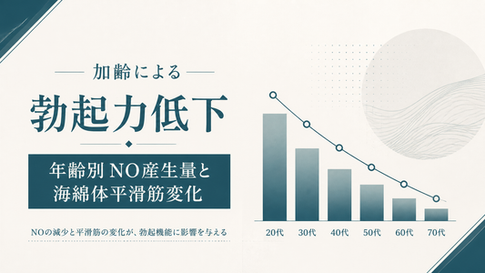 加齢による勃起力低下｜年齢別NO産生量と海綿体平滑筋変化