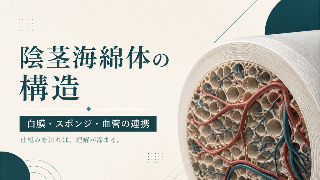 陰茎海綿体の構造｜白膜・スポンジ・血管がどう連携するか