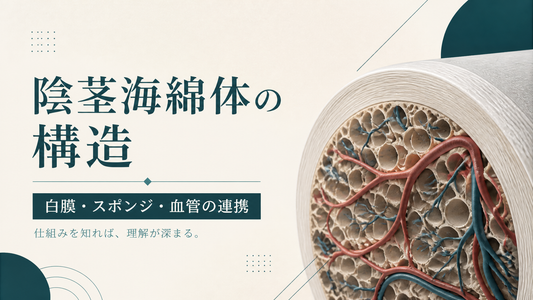 陰茎海綿体の構造｜白膜・スポンジ・血管がどう連携するか