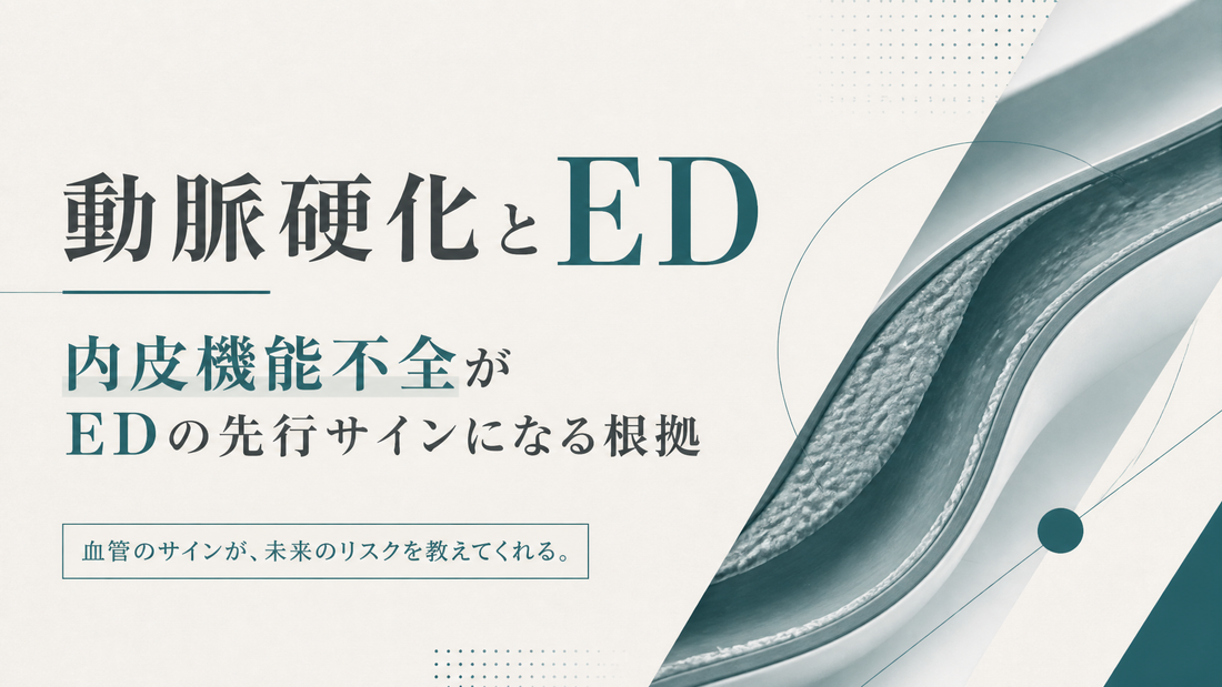 動脈硬化とED｜内皮機能不全がEDの先行サインになる根拠