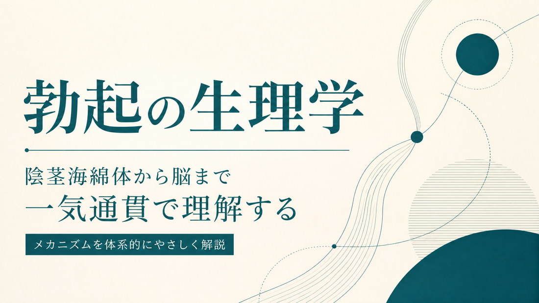 勃起の生理学｜陰茎海綿体から脳まで一気通貫で理解する
