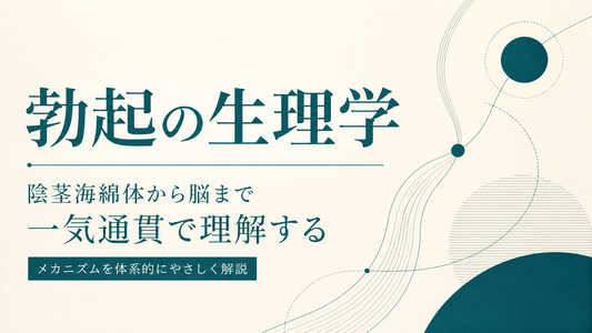 勃起の生理学｜陰茎海綿体から脳まで一気通貫で理解する