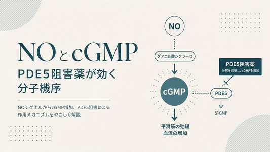 NOとcGMP｜PDE5阻害薬が効く分子機序