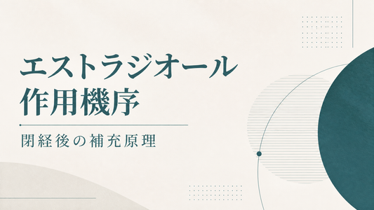 エストラジオール作用機序｜閉経後の補充原理