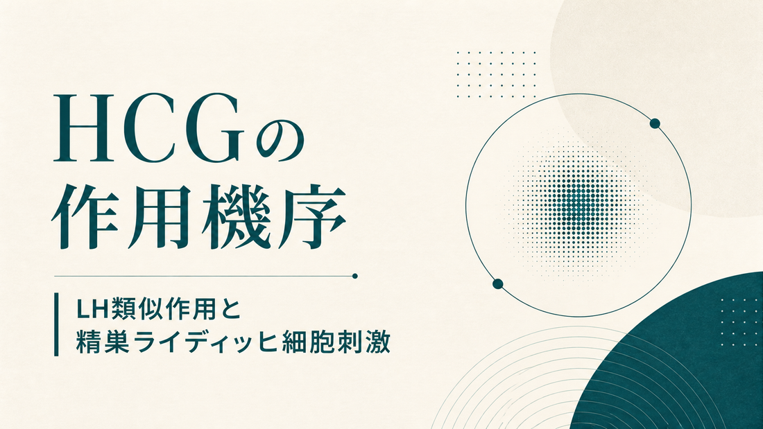 HCGの作用機序｜LH類似作用と精巣ライディッヒ細胞刺激