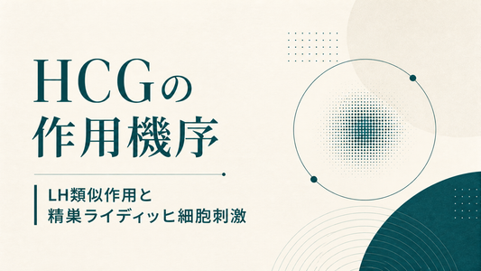 HCGの作用機序｜LH類似作用と精巣ライディッヒ細胞刺激