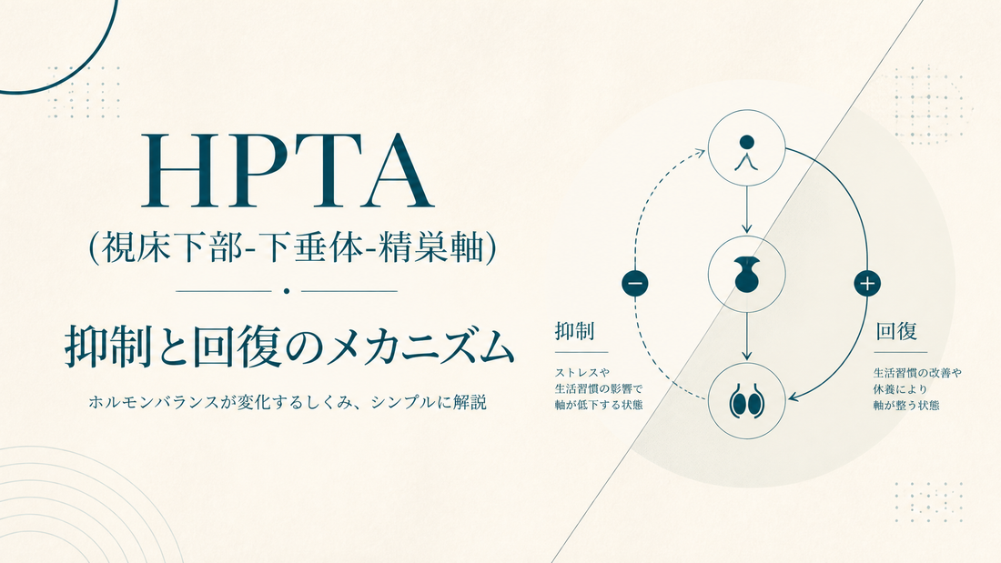 HPTA(視床下部-下垂体-精巣軸)抑制と回復のメカニズム