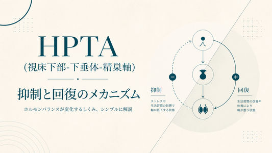 HPTA(視床下部-下垂体-精巣軸)抑制と回復のメカニズム