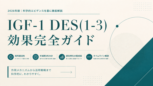 IGF-1 DES(1-3)効果完全ガイド｜局所超活性・半減期20分・部位特化筋成長・タイムライン【2026年版】