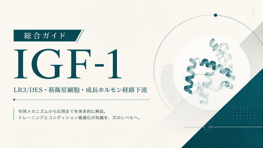 IGF-1総合ガイド｜LR3/DES・筋衛星細胞・成長ホルモン経路下流