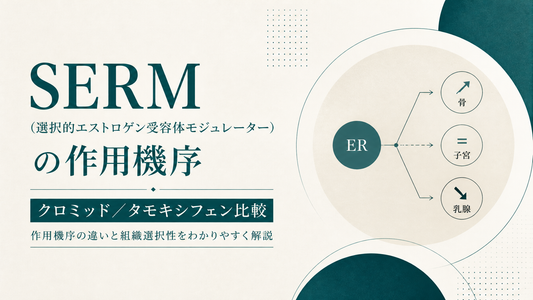 SERM(選択的エストロゲン受容体モジュレーター)の作用機序｜クロミ/タモキ比較