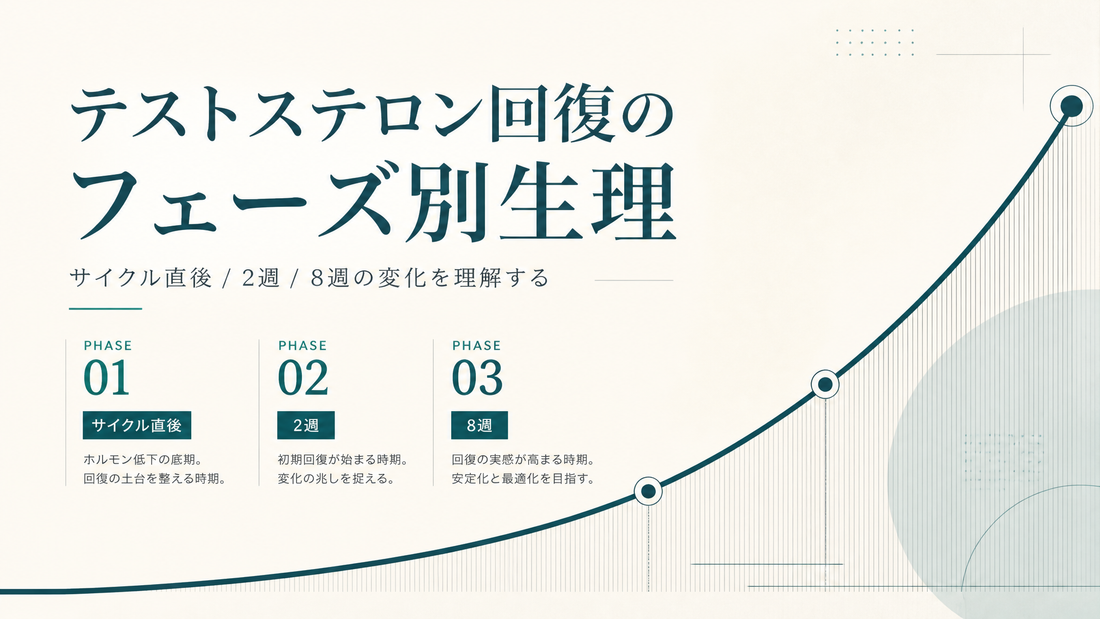 テストステロン回復のフェーズ別生理｜サイクル直後/2週/8週