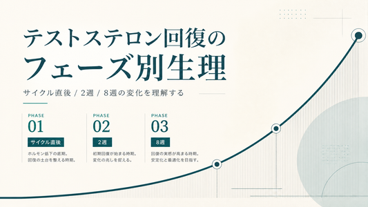テストステロン回復のフェーズ別生理｜サイクル直後/2週/8週