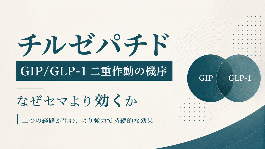 チルゼパチド GIP/GLP-1二重作動の機序｜なぜセマより効くか