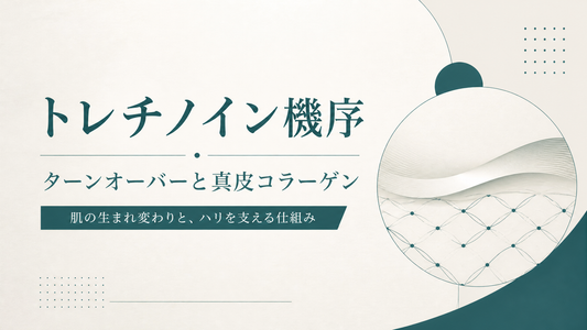 トレチノイン機序｜ターンオーバーと真皮コラーゲン