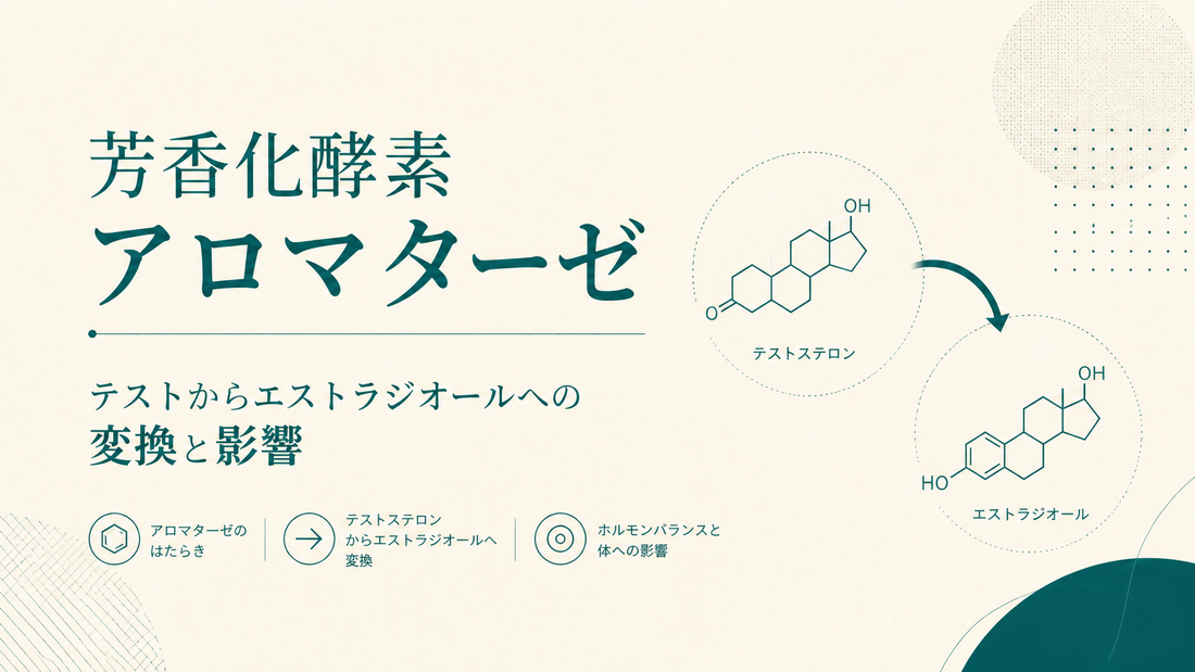 芳香化酵素アロマターゼ｜テストからエストラジオールへの変換と影響