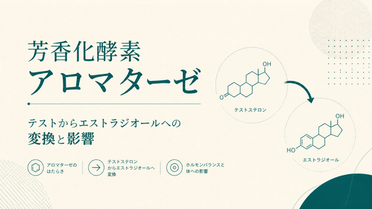 芳香化酵素アロマターゼ｜テストからエストラジオールへの変換と影響