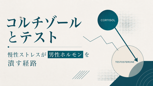 コルチゾールとテスト｜慢性ストレスが男性ホルモンを潰す経路