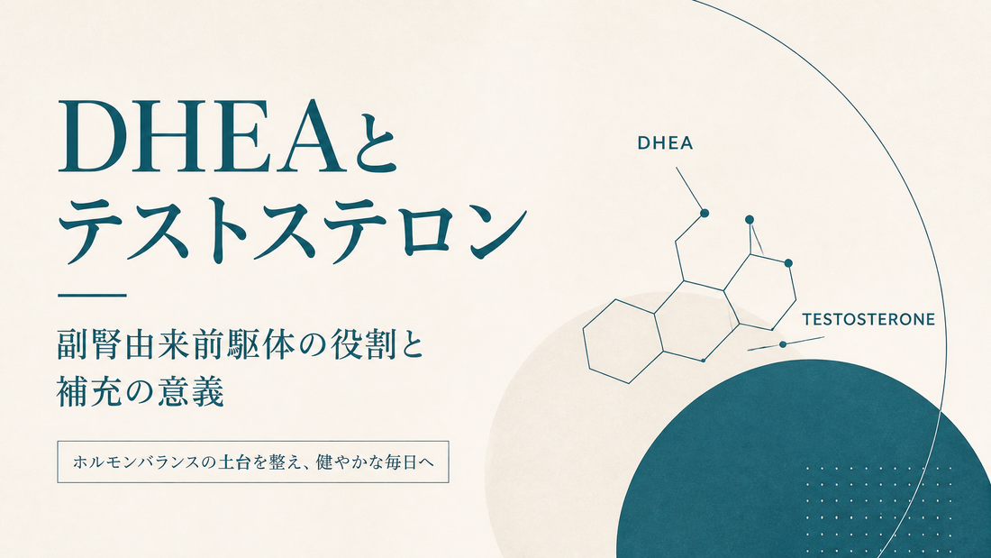 DHEAとテストステロン｜副腎由来前駆体の役割と補充の意義