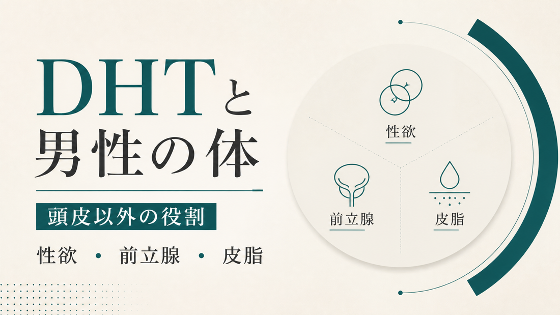 DHTと男性の体｜頭皮以外の役割(性欲・前立腺・皮脂)