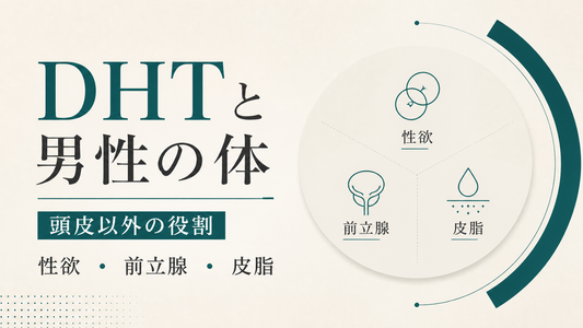 DHTと男性の体｜頭皮以外の役割(性欲・前立腺・皮脂)