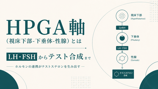 HPGA軸(視床下部-下垂体-性腺)とは｜LH・FSHからテスト合成まで