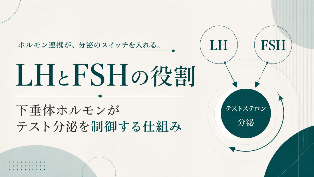 LHとFSHの役割｜下垂体ホルモンがテスト分泌を制御する仕組み