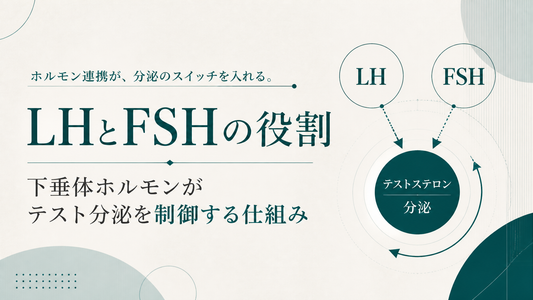 LHとFSHの役割｜下垂体ホルモンがテスト分泌を制御する仕組み