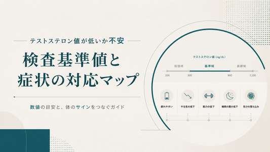 テストステロン値が低いか不安｜検査基準値と症状の対応マップ
